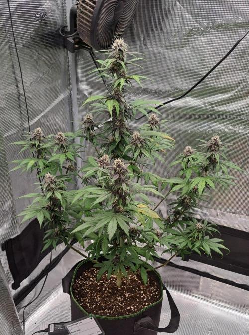 Purple Bananas spotted on Venus. Week 7 - Day 44
