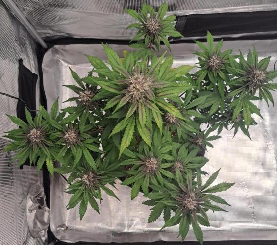 Purple Bananas spotted on Venus. Week 7 - Day 45