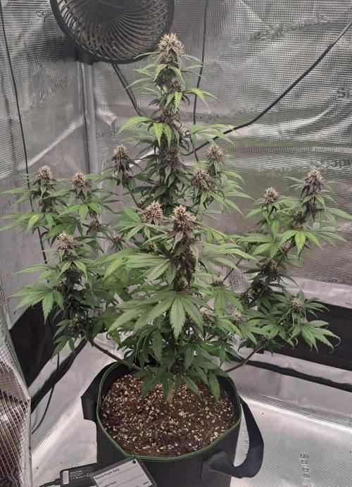 Purple Bananas spotted on Venus. Week 7 - Day 45