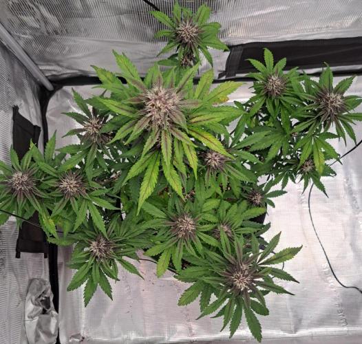 Purple Bananas spotted on Venus. Week 7 - Day 46