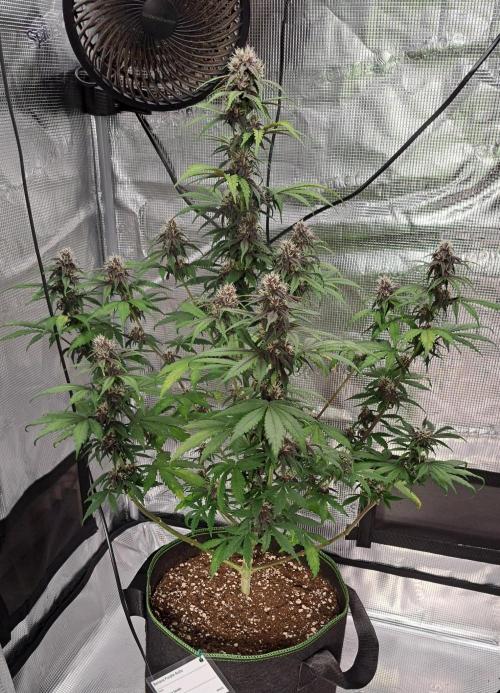 Purple Bananas spotted on Venus. Week 7 - Day 46