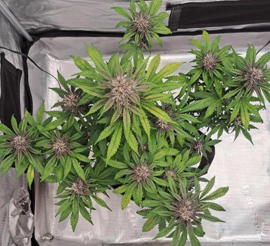 Purple Bananas spotted on Venus. Week 7 - Day 47