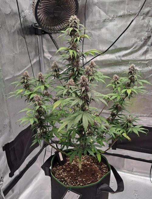 Purple Bananas spotted on Venus. Week 7 - Day 47