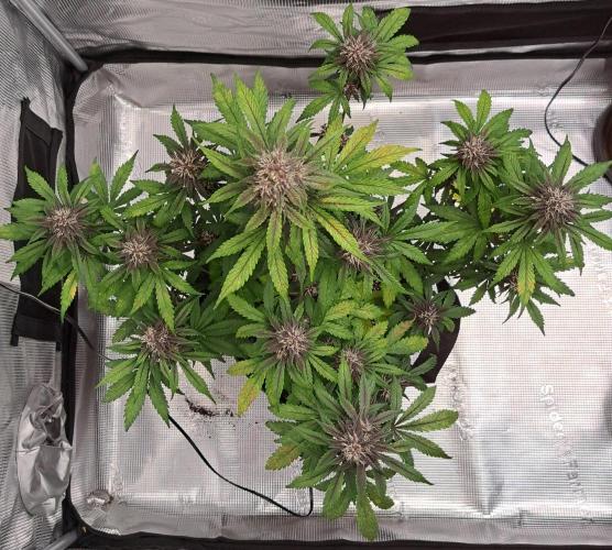 Purple Bananas spotted on Venus. Week 7 - Day 48