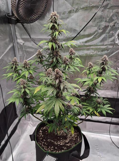 Purple Bananas spotted on Venus. Week 7 - Day 48