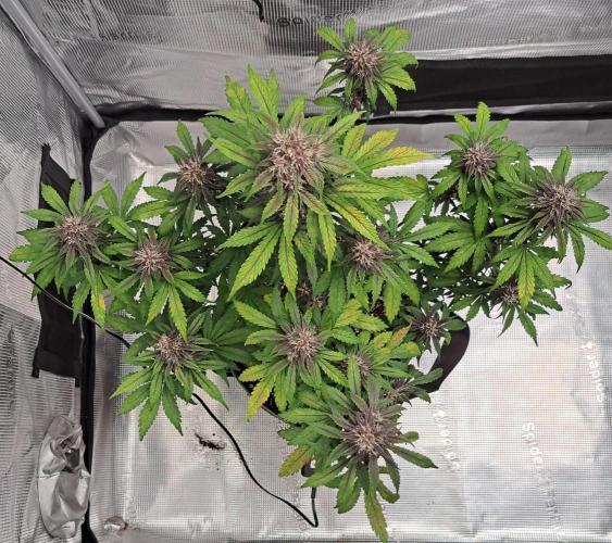 Purple Bananas spotted on Venus. Week 7 - Day 49