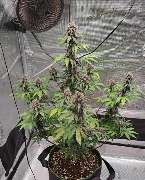 Purple Bananas spotted on Venus. Week 7 - Day 49