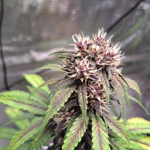 Purple Bananas spotted on Venus. Week 7 - Day 49