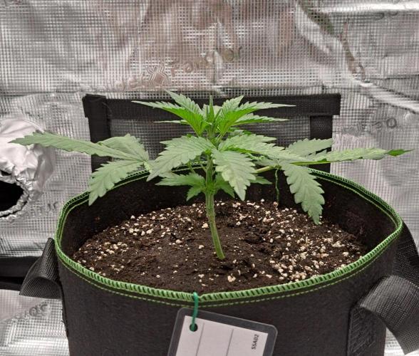 Studio 54 Stardust Auto. Week 3