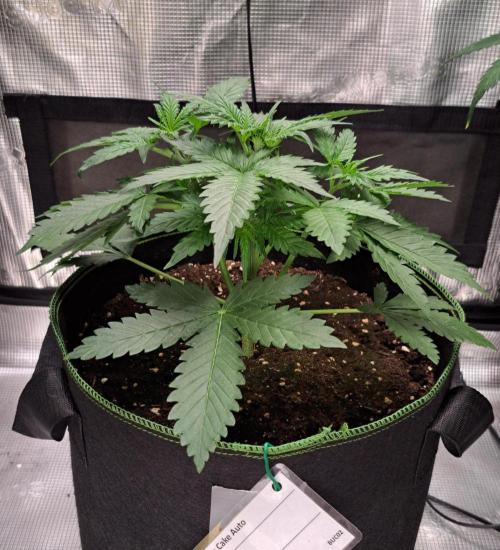 Break-Up Cake Auto. Week 3