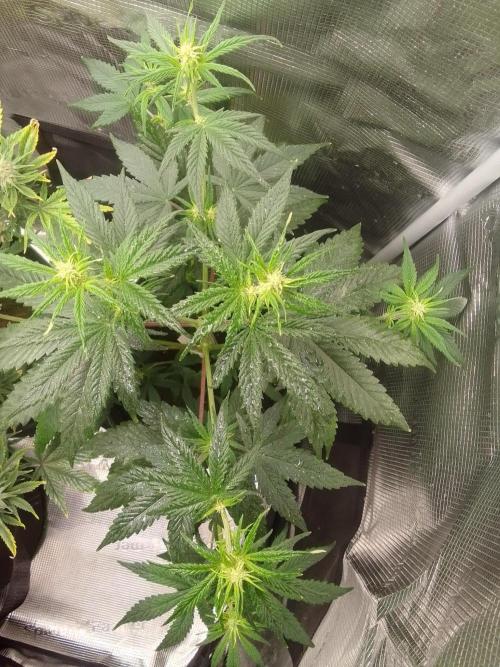 Are there Northern Lights on Mars?. Week 6 - Day 36