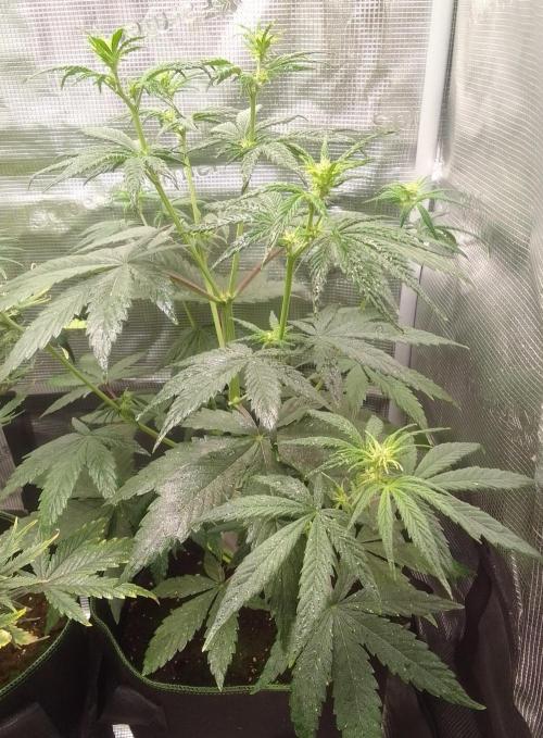 Are there Northern Lights on Mars?. Week 6 - Day 36