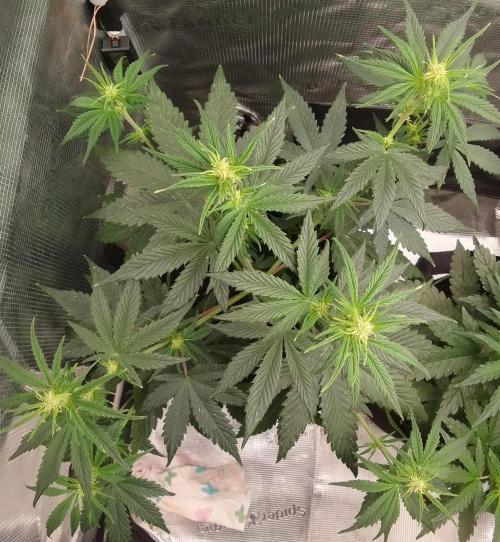 Are there Northern Lights on Mars?. Week 6 - Day 37