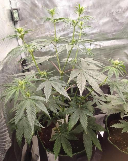 Are there Northern Lights on Mars?. Week 6 - Day 37