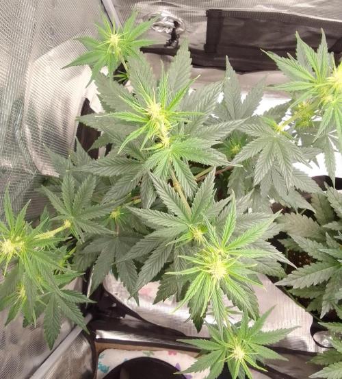 Are there Northern Lights on Mars?. Week 6 - Day 38