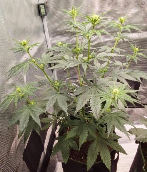 Are there Northern Lights on Mars?. Week 6 - Day 38