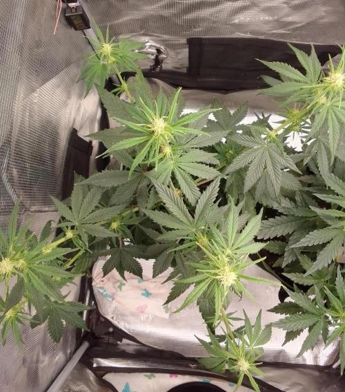 Are there Northern Lights on Mars?. Week 6 - Day 39