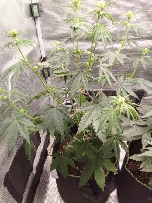 Are there Northern Lights on Mars?. Week 6 - Day 39