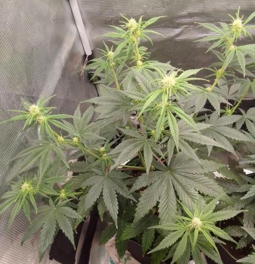 Are there Northern Lights on Mars?. Week 6 - Day 40