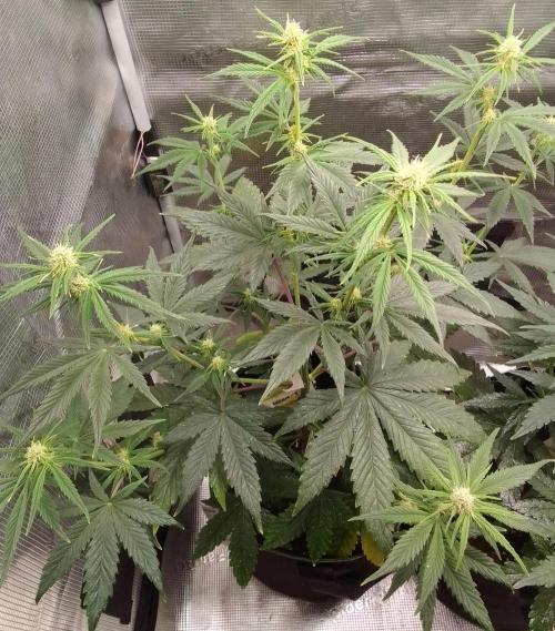 Are there Northern Lights on Mars?. Week 6 - Day 41