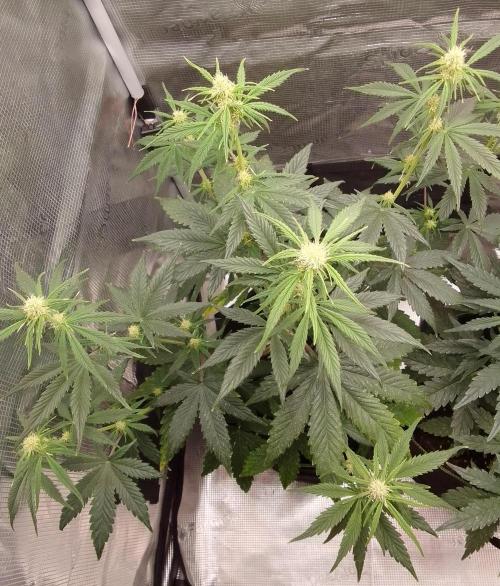 Are there Northern Lights on Mars?. Week 6 - Day 42