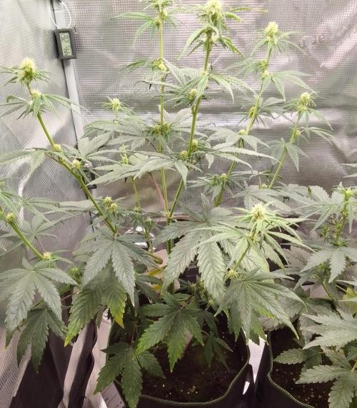 Are there Northern Lights on Mars?. Week 6 - Day 42