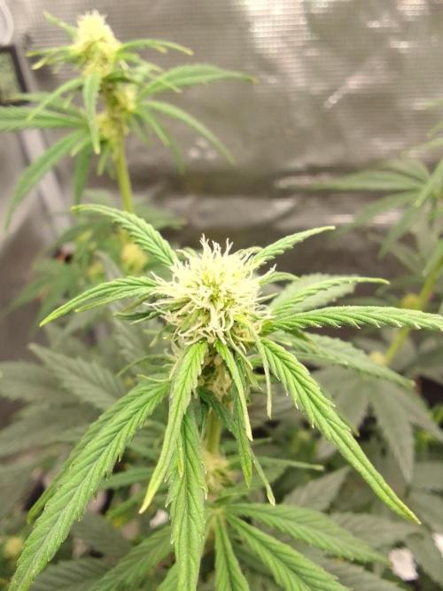 Northern Lights Automatic. Week 6