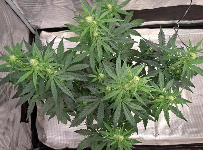 Fruity Skittlez for Saturn. Week 6 - Day 36