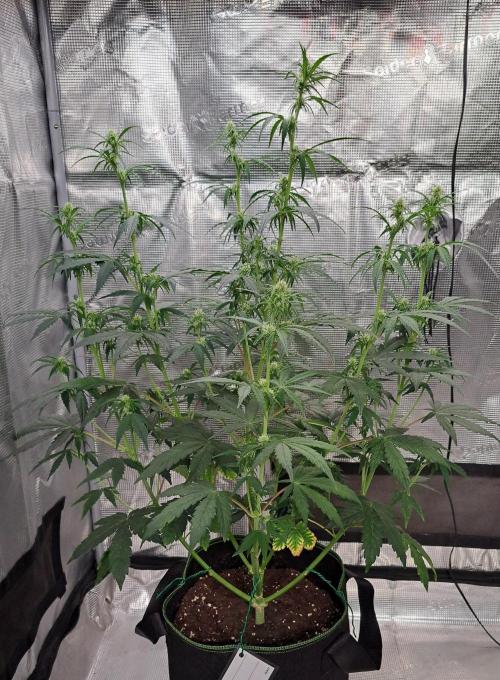 Fruity Skittlez for Saturn. Week 6 - Day 36
