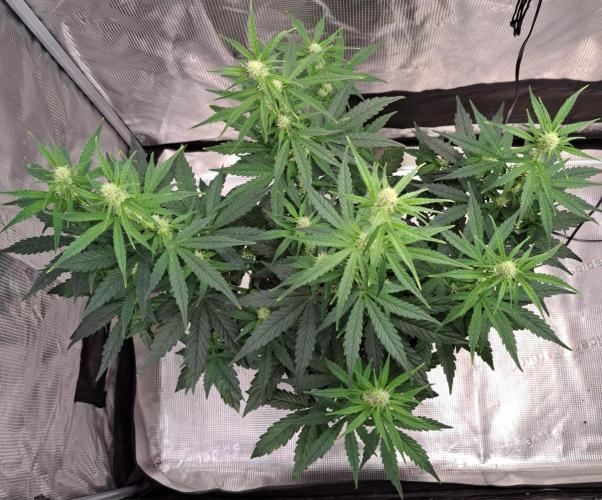 Fruity Skittlez for Saturn. Week 6 - Day 37
