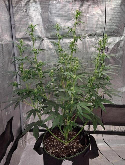 Fruity Skittlez for Saturn. Week 6 - Day 37