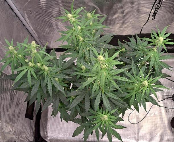 Fruity Skittlez for Saturn. Week 6 - Day 38