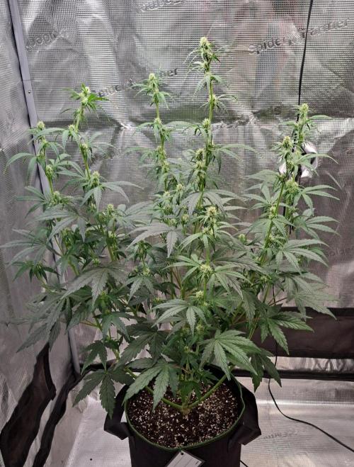Fruity Skittlez for Saturn. Week 6 - Day 38