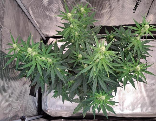 Fruity Skittlez for Saturn. Week 6 - Day 39