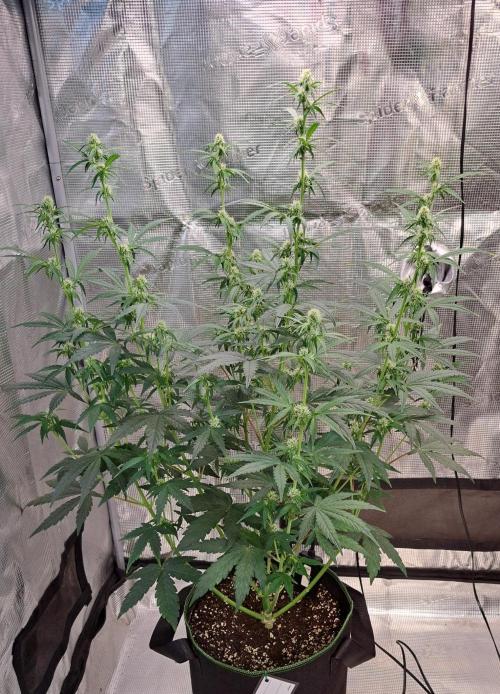 Fruity Skittlez for Saturn. Week 6 - Day 39