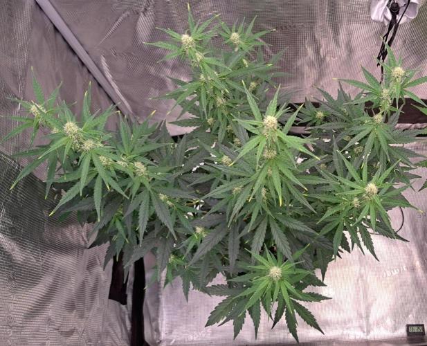 Fruity Skittlez for Saturn. Week 6 - Day 40