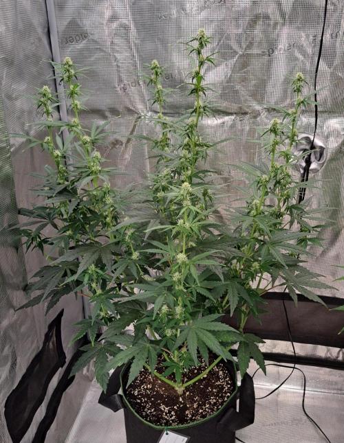Fruity Skittlez for Saturn. Week 6 - Day 40