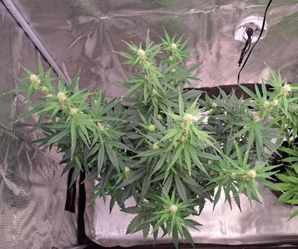 Fruity Skittlez for Saturn. Week 6 - Day 41