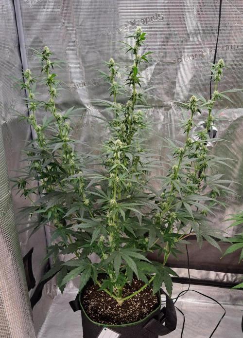 Fruity Skittlez for Saturn. Week 6 - Day 41