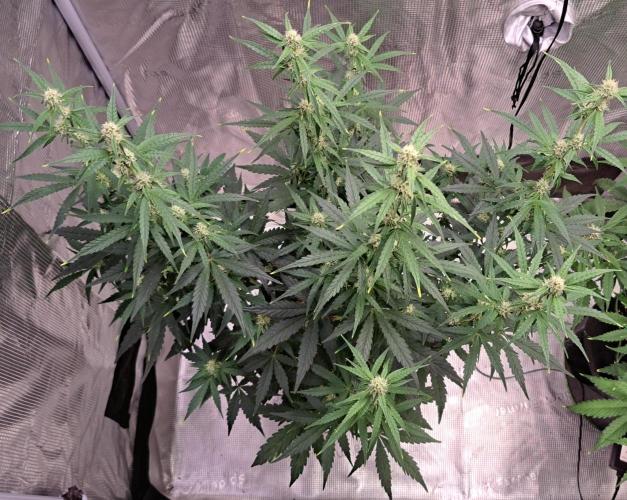 Fruity Skittlez for Saturn. Week 6 - Day 42