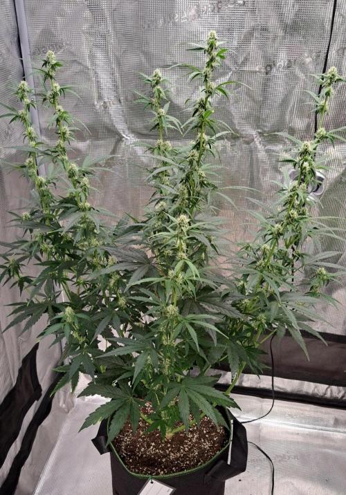 Fruity Skittlez for Saturn. Week 6 - Day 42