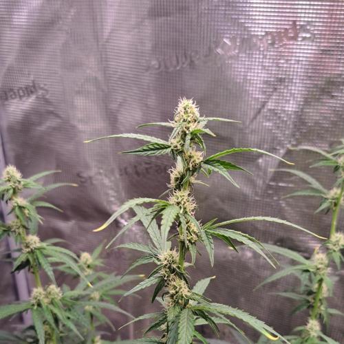 Zkittlez Auto. Week 6