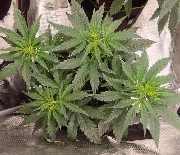 Gorilla with Z on Mars. Week 5 - Day 29