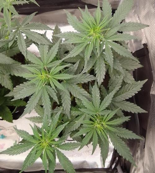 Gorilla with Z on Mars. Week 5 - Day 30