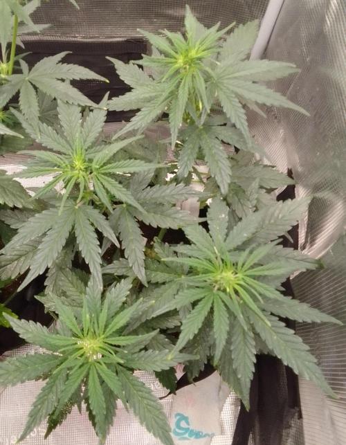 Gorilla with Z on Mars. Week 5 - Day 31