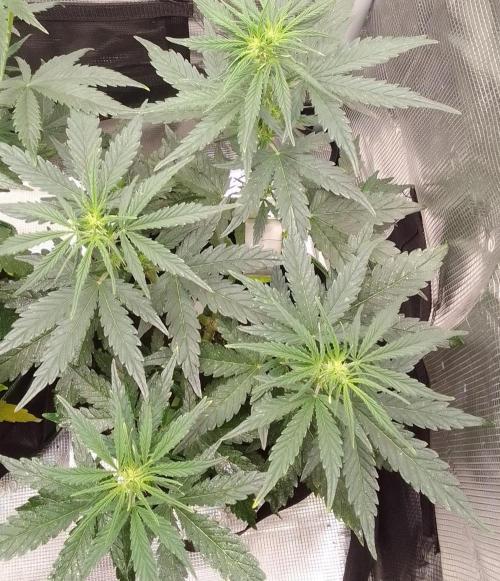 Gorilla with Z on Mars. Week 5 - Day 32