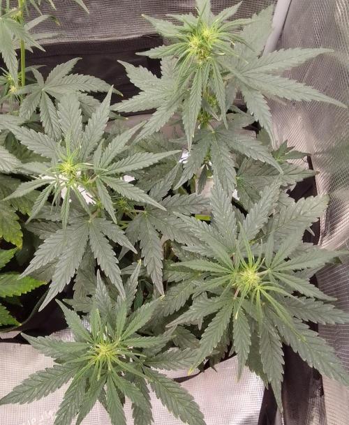 Gorilla with Z on Mars. Week 5 - Day 33