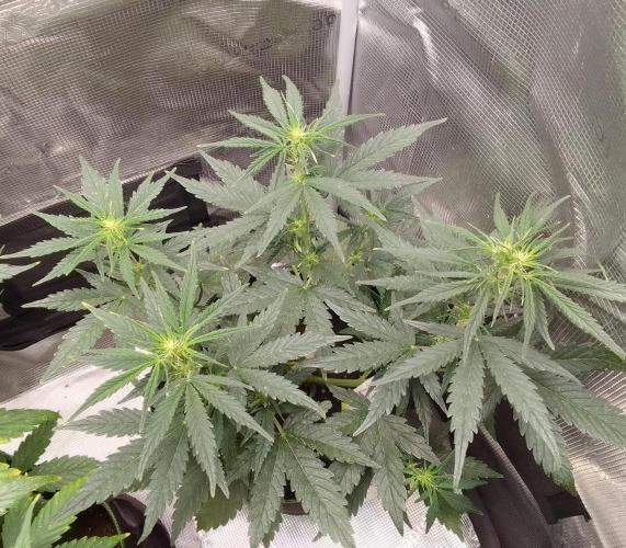 Gorilla with Z on Mars. Week 5 - Day 34