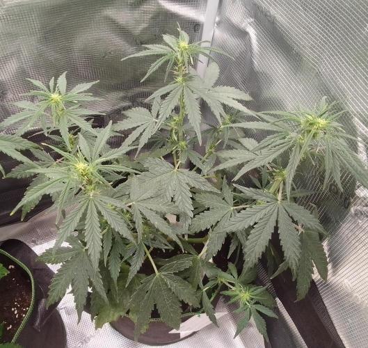 Gorilla with Z on Mars. Week 5 - Day 35