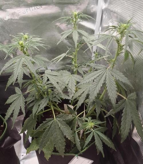 Gorilla with Z on Mars. Week 5 - Day 35